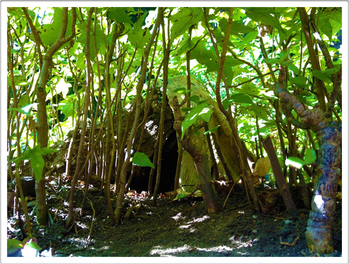 Miniature Forests Austin Texas