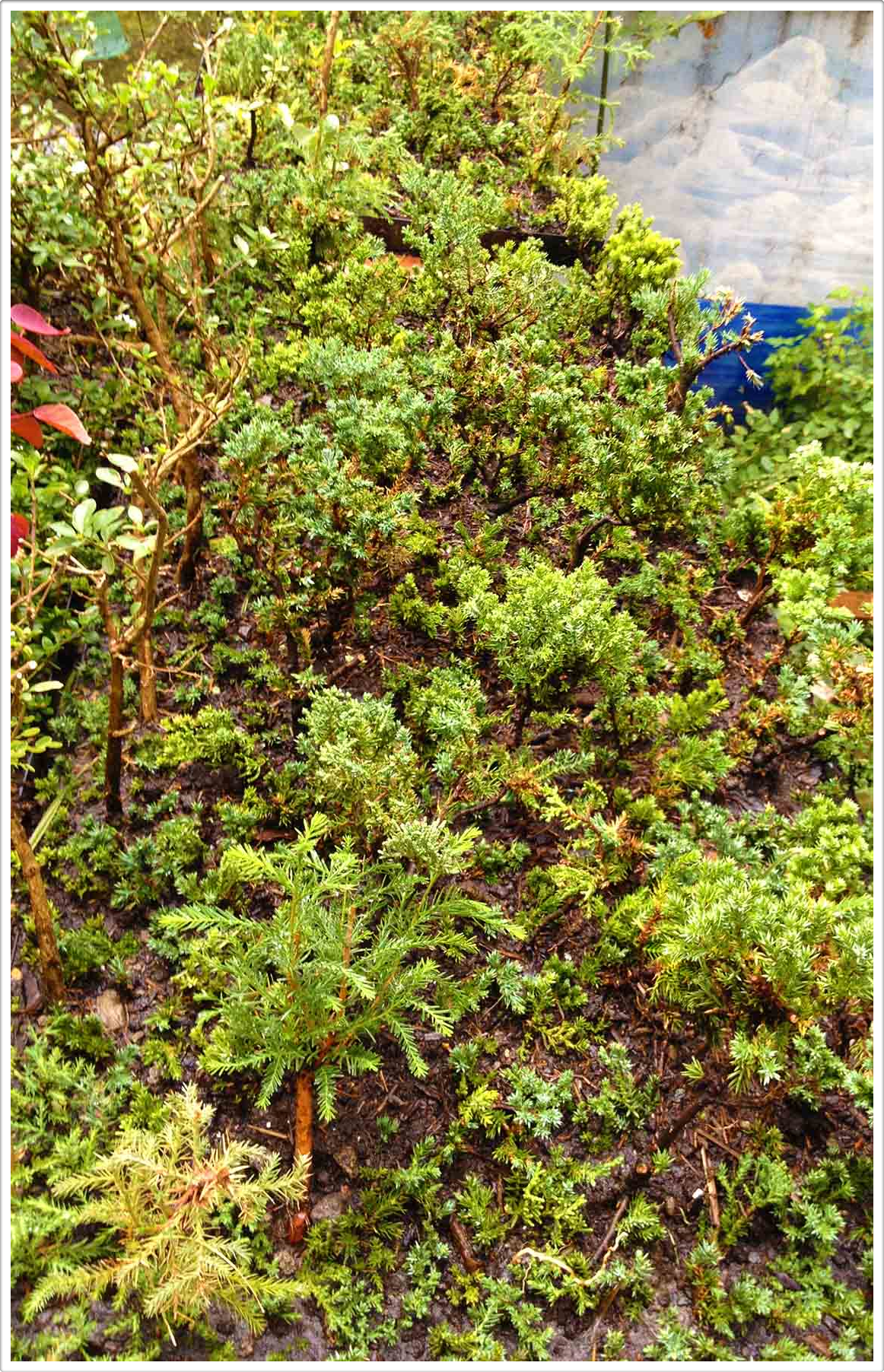 Miniature Forests Austin Texas