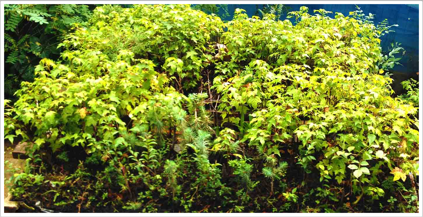 Miniature Forests Austin Texas