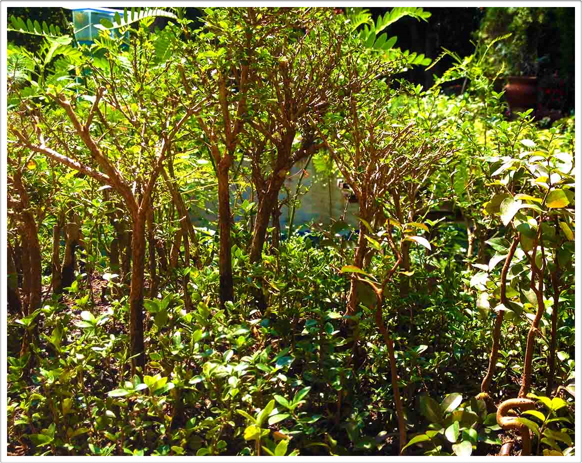 Inside a Miniature Forests Austin Texas