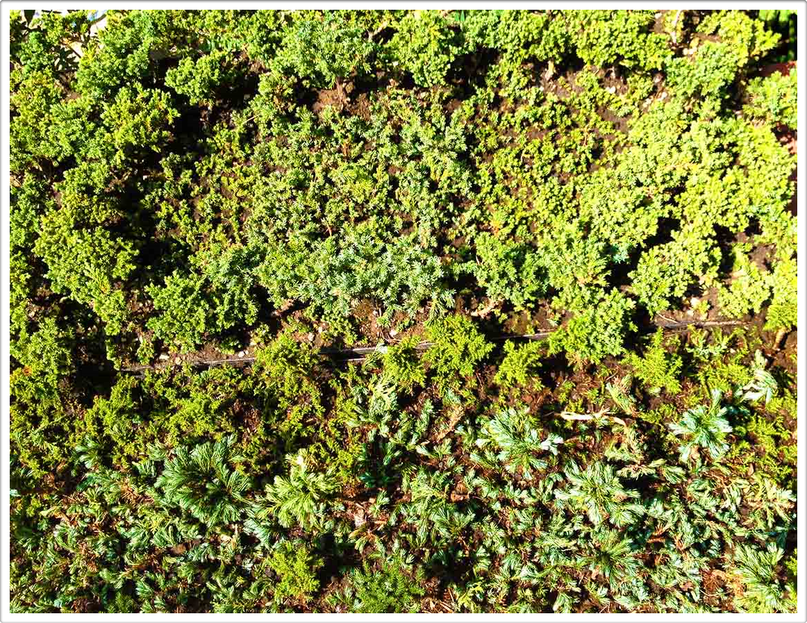 Inside a Miniature Forests Austin Texas
